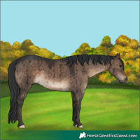 Horse Color:Brown Dun Brindle