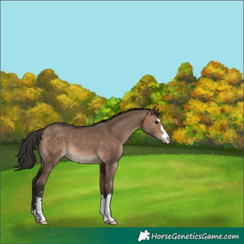 Horse Color:Brown Dun