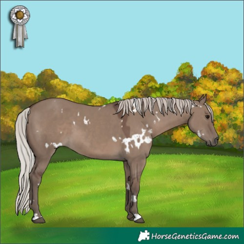 Horse Color:White Spotted Silver Grullo 