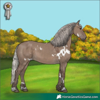 Horse Color:White Spotted Silver Grullo