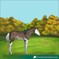 Horse Color:Brown Dun Splash Varnish 