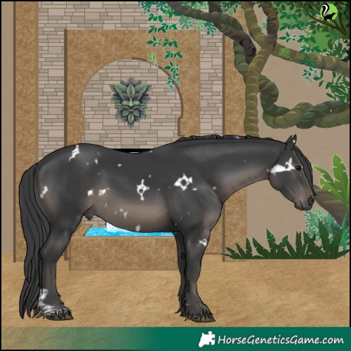 Horse Color:White Spotted Black Tobiano 
