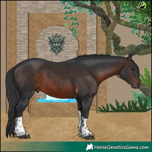Horse Color:Brown Tobiano