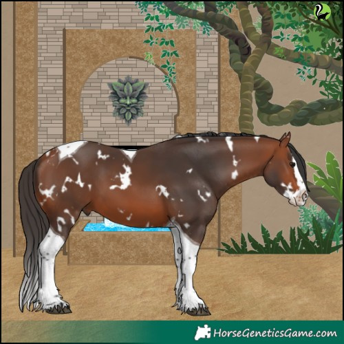 Horse Color:White Spotted Bay Splash Tobiano 