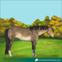 Horse Color:Buckskin Dun 