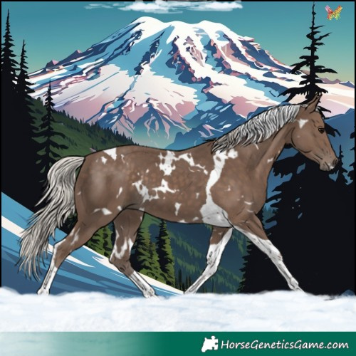 Horse Color:White Spotted Silver Black Tobiano 