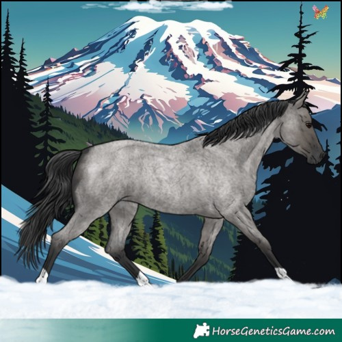 Horse Color:Grullo Roan 