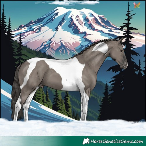 Horse Color:Grullo Tobiano Appaloosa 