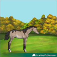 Horse Color:Brown Dun 