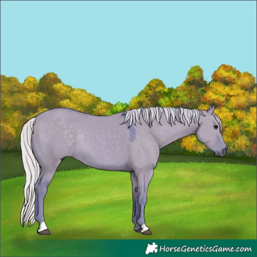 Horse Color:Watercolor Silver Grullo Rabicano 