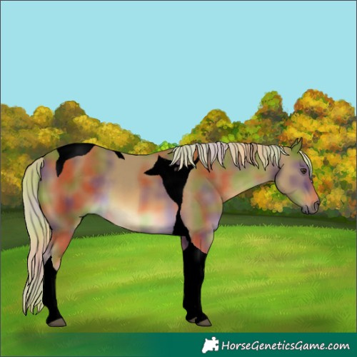 Horse Color:Void Nacre Chocolate Palomino Tobiano