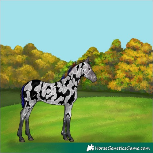 Horse Color:Painted Grullo Roan Appaloosa