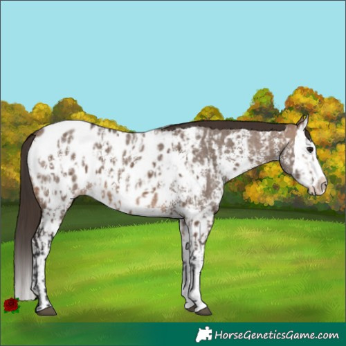 Horse Color:Brown Dun Sabino Splash Near Leopard  and Brown Dun Sabino Splash Blanket 