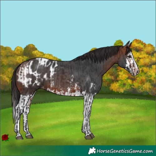 Horse Color:Bay and Bay Sabino Splash Appaloosa