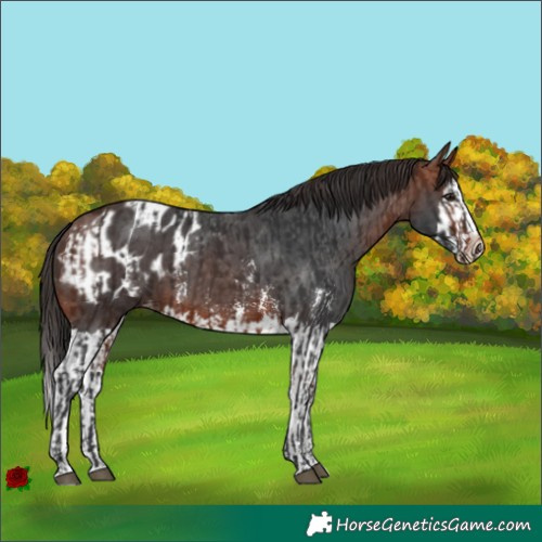Horse Color:Bay and Bay Sabino Splash Blanket