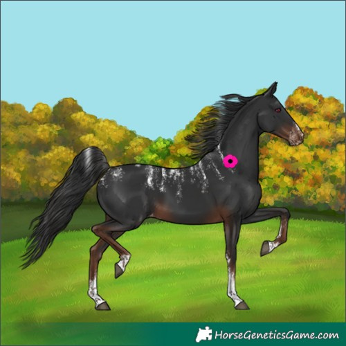 Horse Color:Powder White Liver Chestnut Skewed Appaloosa 