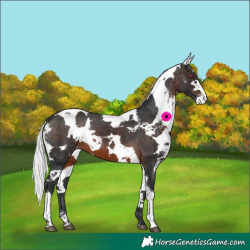 Horse Color:White Spotted Brown Harlequin Merle Tobiano Skewed LP Spotted 