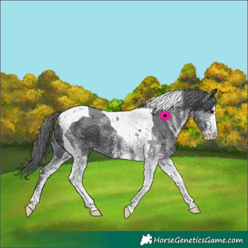 Horse Color:White Spotted Black Merle Tobiano Rabicano 