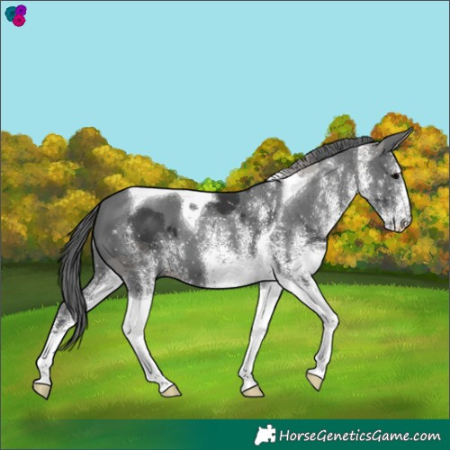 Horse Color:White Spotted Black Merle Tobiano 