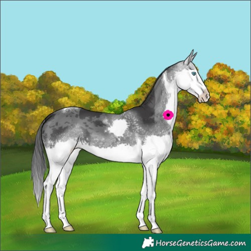 Horse Color:Black Merle Splash Tobiano