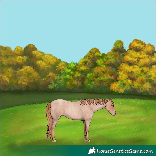 Horse Color:Gold Champagne Roan 