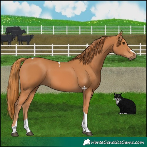 Horse Color:Chestnut Tobiano 