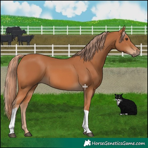 Horse Color:Chestnut Tobiano 