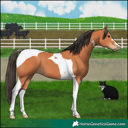 Horse Color:Bay Tobiano 