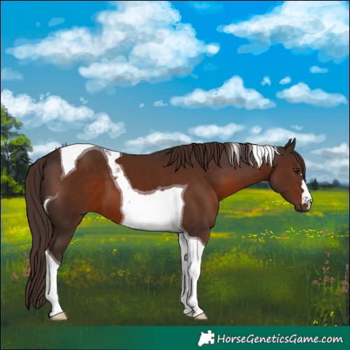 Horse Color:Liver Chestnut Tobiano
