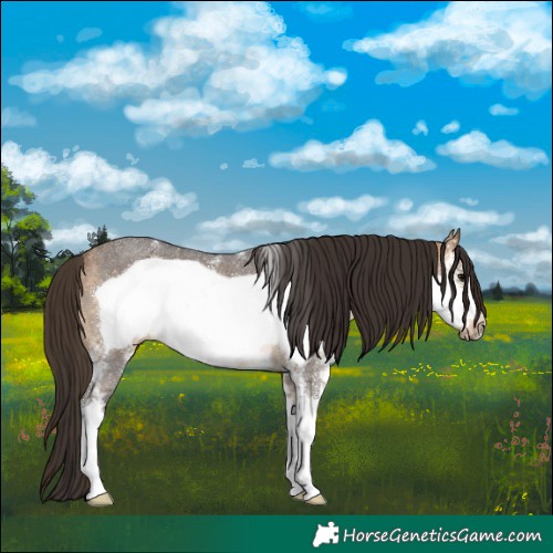 Horse Color:Buckskin Sabino Frame Rabicano 