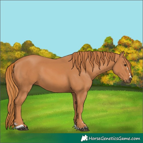 Horse Color:Chestnut 