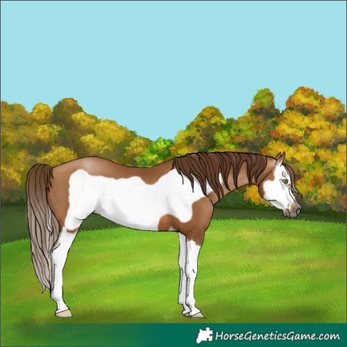 Horse Color:Gray Bay Pearl Splash Frame