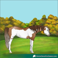 Horse Color:Gray Bay Pearl Splash Frame