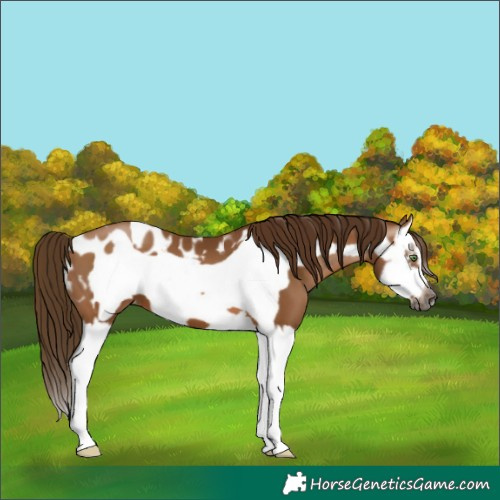 Horse Color:Gray Bay Pearl Splash Frame Appaloosa 