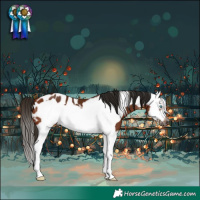 Horse Color:Gray Bay Splash Frame Appaloosa 