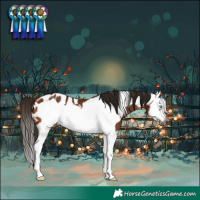 Horse Color:Gray Bay Splash Frame Appaloosa