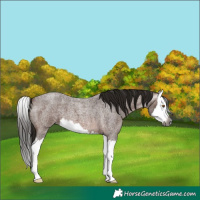 Horse Color:Gray Bay Roan Splash