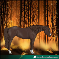 Horse Color:Liver Chestnut 