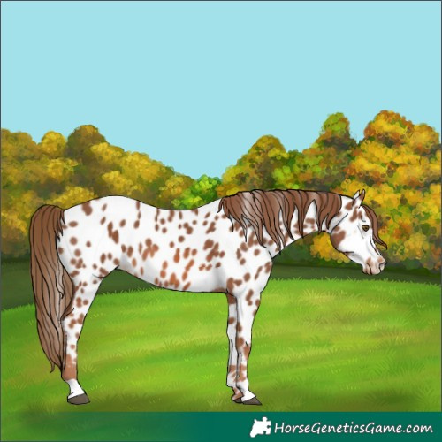 Horse Color:Chestnut Appaloosa