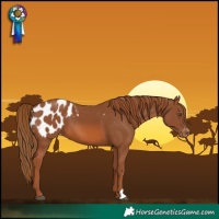Horse Color:Chestnut Appaloosa 