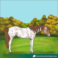 Horse Color:Brown Roan Pearl Tobiano Frame Appaloosa
