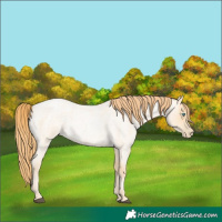 Horse Color:Buckskin Roan Pearl