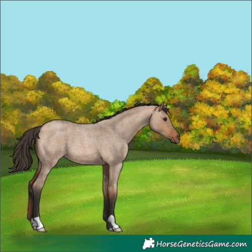 Horse Color:Bay Roan Dun