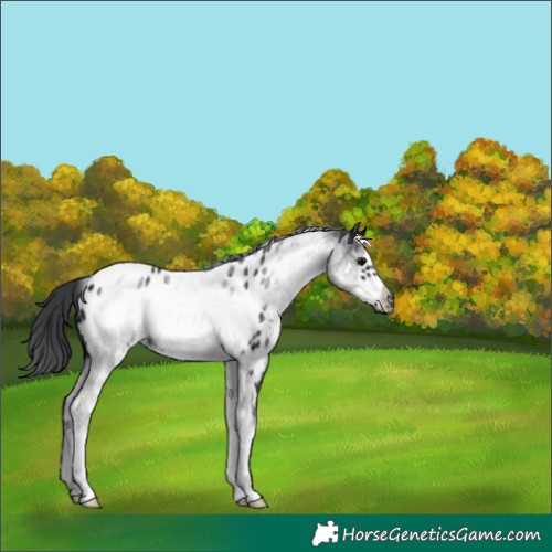 Horse Color:White Spotted Black Ice Frame Appaloosa 