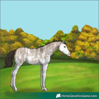 Horse Color:Bay Dun Sabino Splash