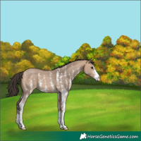 Horse Color:Bay Dun Sabino 
