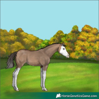 Horse Color:Bay Dun Splash