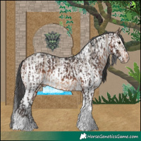 Horse Color:Brown Tobiano Appaloosa  and White Spotted Brown Dun Appaloosa 