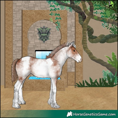 Horse Color:White Spotted Chestnut Tobiano Appaloosa 