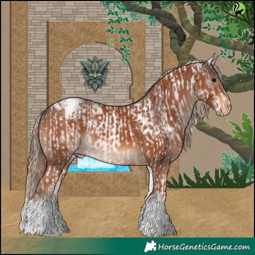 Horse Color:White Spotted Black Tobiano Appaloosa  and White Spotted Chestnut Tobiano Appaloosa 